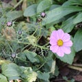 Pink cosmos flower Cosmos Bipinnatus. Close up Royalty Free Stock Photo