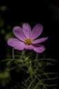 Pink cosmos flower on black Royalty Free Stock Photo
