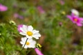 Pink cosmos flower blooming background. Copy space