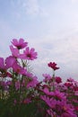 Pink cosmos flower blooming background