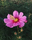 Pink Cosmos Flower and a Butterfly Royalty Free Stock Photo