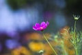 Pink cosmos flower blooming in summer time in garden in Poland. Royalty Free Stock Photo