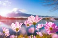 Pink cosmos flower blooming with translucent at petal Royalty Free Stock Photo