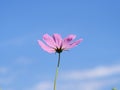 One pink cosmo with blue sky background