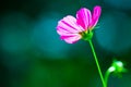 Pink cosmos flower on blue-green background