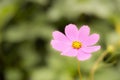 Pink Cosmos flower with a blurred green background.