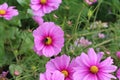 Pink Cosmos Flower with Bumble Bee pollinating grouping of flowers Royalty Free Stock Photo