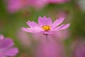 Pink cosmos flower, close up