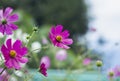 Pink Cosmos Flower Royalty Free Stock Photo