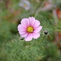 Pink cosmos flower Cosmos Bipinnatus. Close up Royalty Free Stock Photo