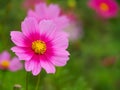 Pink cosmos flower Cosmos Bipinnatus Royalty Free Stock Photo