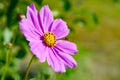 Pink cosmos flower Cosmos Bipinnatus with wild wasp. Close up