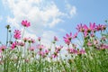 Pink of cosmos flower field with blue sky and cloud background Royalty Free Stock Photo