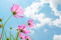 Pink of cosmos flower field with blue sky and cloud background Royalty Free Stock Photo