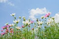 Pink of cosmos flower field with blue sky and cloud background Royalty Free Stock Photo