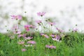 Pink of cosmos flower field with blue sky and cloud background Royalty Free Stock Photo