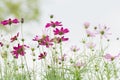 Pink of cosmos flower field with blue sky and cloud background Royalty Free Stock Photo