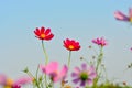 Pink of cosmos flower field with blue sky and cloud background Royalty Free Stock Photo