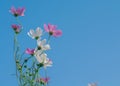 Pink of cosmos flower field with blue sky and cloud background Royalty Free Stock Photo