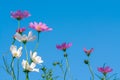Pink of cosmos flower field with blue sky and cloud background Royalty Free Stock Photo
