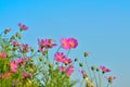 Pink of cosmos flower field with blue sky and cloud background Royalty Free Stock Photo