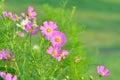 Pink of cosmos flower field with blue sky and cloud background Royalty Free Stock Photo