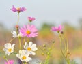 Pink of cosmos flower field with blue sky and cloud background Royalty Free Stock Photo