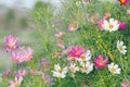 Pink of cosmos flower field with blue sky and cloud background Royalty Free Stock Photo