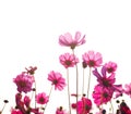 Pink cosmos flower in the field in the morning over white background Royalty Free Stock Photo