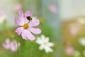 Pink cosmos flower and flying bumblebee Royalty Free Stock Photo