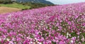 Pink Cosmos flower garden Royalty Free Stock Photo