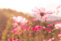 pink cosmos flower garden at morning time Royalty Free Stock Photo