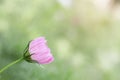 Pink cosmos flower garden, nature sunny Royalty Free Stock Photo