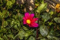 Pink Cosmos flower garden, This photo has been given a Photo effect to make it resemble an oil painting Royalty Free Stock Photo