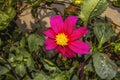 Pink Cosmos flower garden, This photo has been given a Photo effect to make it resemble an oil painting Royalty Free Stock Photo