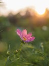 Pink cosmos flower in the garden with sunset time Royalty Free Stock Photo