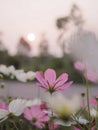 Pink cosmos flower in the garden with sunset time Royalty Free Stock Photo