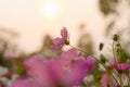 Pink cosmos flower in the garden with sunset time Royalty Free Stock Photo