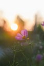 Pink cosmos flower in the garden with sunset time Royalty Free Stock Photo