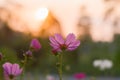 Pink cosmos flower in the garden with sunset time Royalty Free Stock Photo