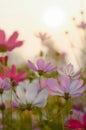 Pink cosmos flower in the garden with sunset time Royalty Free Stock Photo