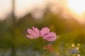 Pink cosmos flower in the garden with sunset time Royalty Free Stock Photo