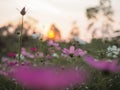 Pink cosmos flower in the garden with sunset time Royalty Free Stock Photo