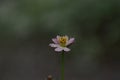 Pink cosmos flower with gray ashes after volcanic ash rain Royalty Free Stock Photo