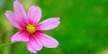 Pink Cosmos flower . Royalty Free Stock Photo