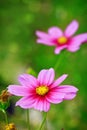 Pink Cosmos flower . Royalty Free Stock Photo