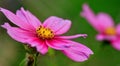 Pink Cosmos flower . Royalty Free Stock Photo