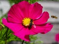 Pink Cosmos flower with a honey bee and hoverfly Royalty Free Stock Photo