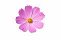 Pink cosmos flower isolate white background with clipping-path Royalty Free Stock Photo