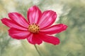 Pink Cosmos flower isolated on green. Royalty Free Stock Photo